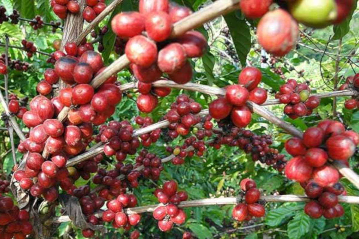 Big island tour & coffee plantation