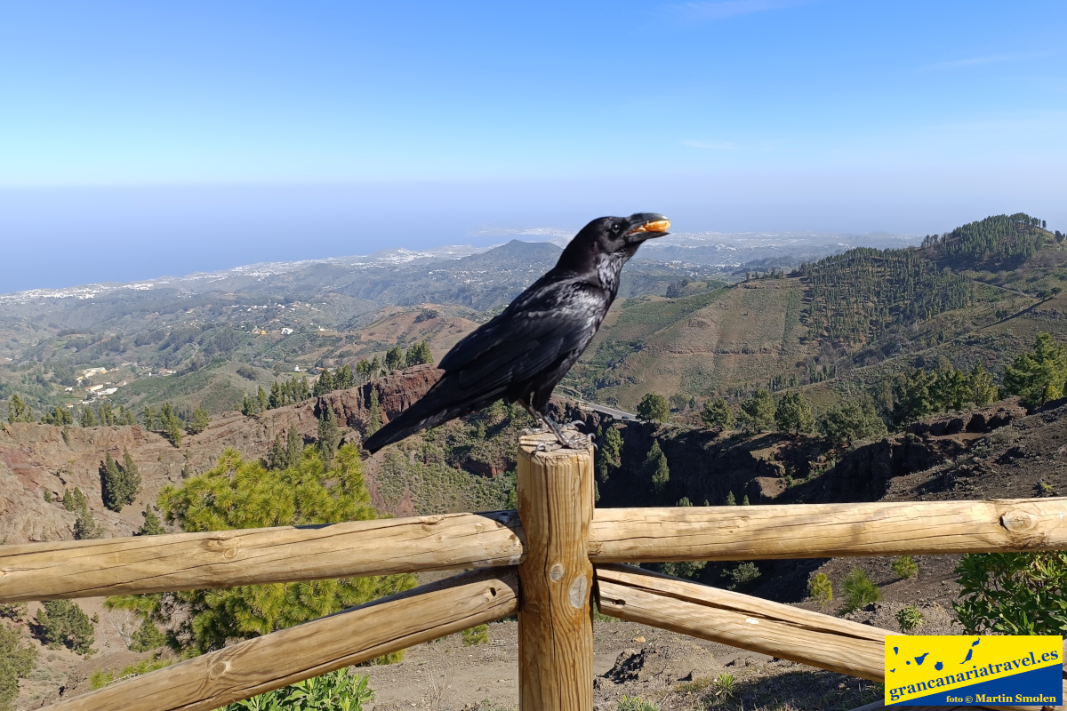 Private tour mountains of Gran Canaria