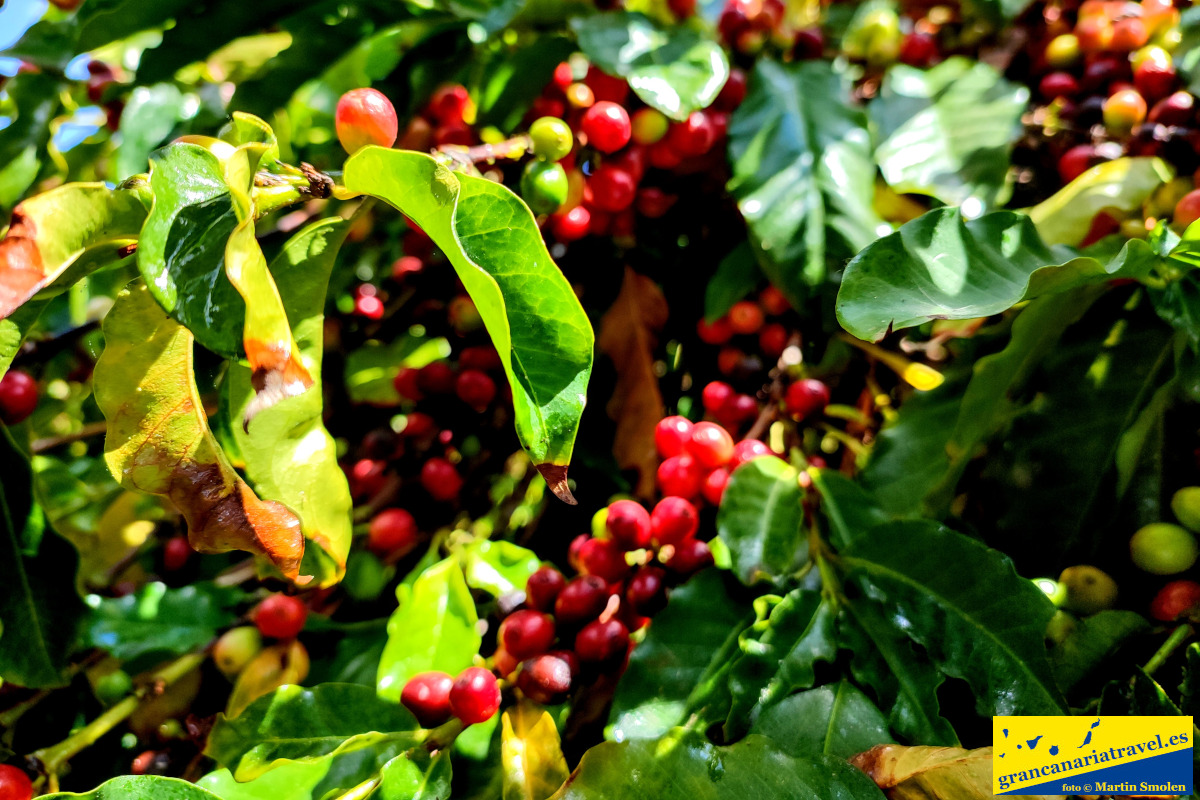 Privat toru around the island, cactus garden and coffee plantation