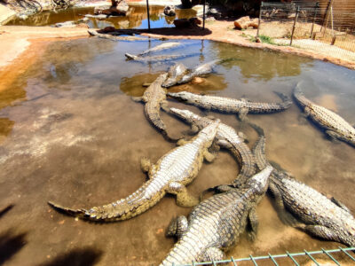 Private tour Agüimes and its surroundings